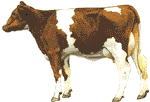 Holstein rouge
