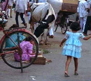 Vache Sacre  Bombay